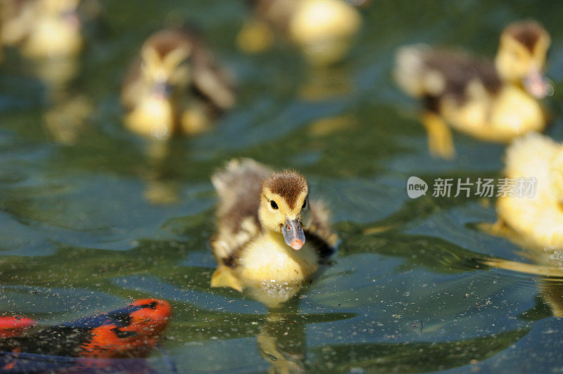 小鸭子和鱼在湖里