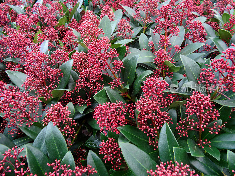 季节性红色小花，冬季，常绿灌木(风疹小花)