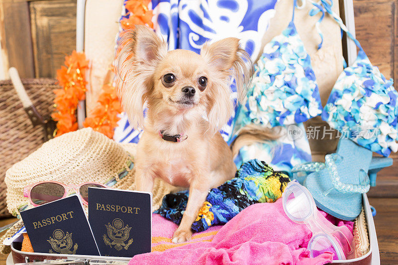 吉娃娃狗在手提箱里为热带暑假打包。