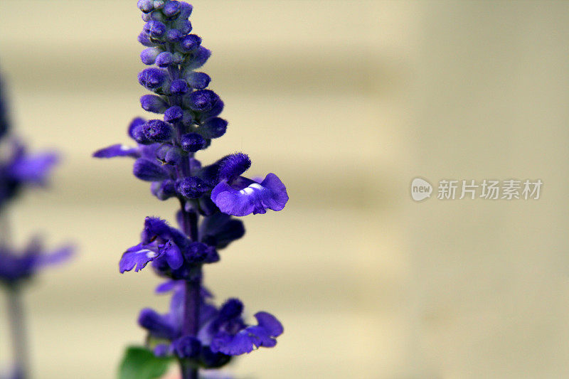 蓝色鼠尾草草甸在花园与复制空间