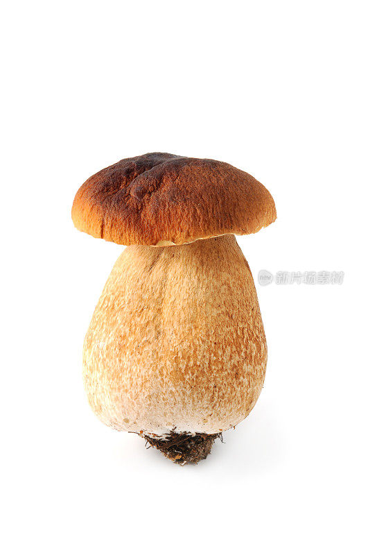 便士面包蘑菇孤立在白色背景