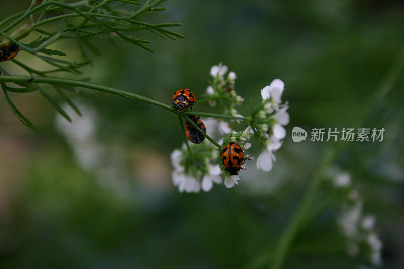 三只瓢虫在香菜花上相遇