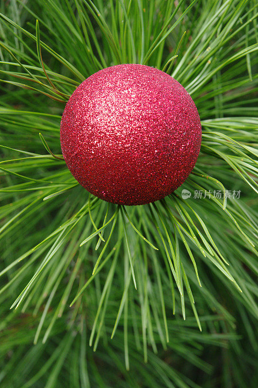 红色的圣诞球装饰在松树上
