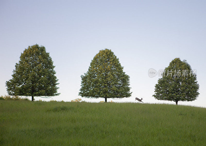 三棵树和一只鹿