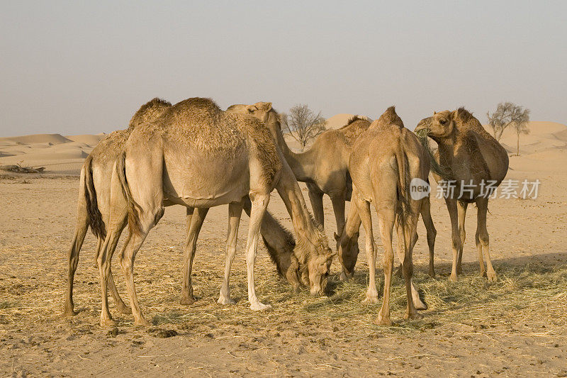 沙漠中的骆驼(阿联酋)