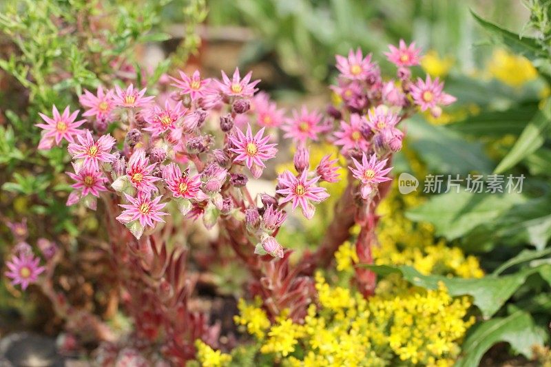 盛开的Sempervivum