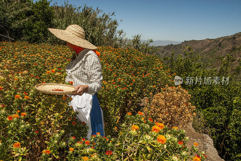 在加那利群岛采集藏红花的农妇