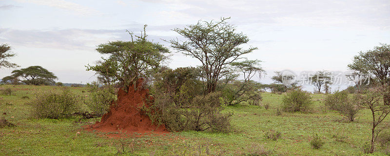 东非全景与大白蚁丘。桑布鲁,肯尼亚。