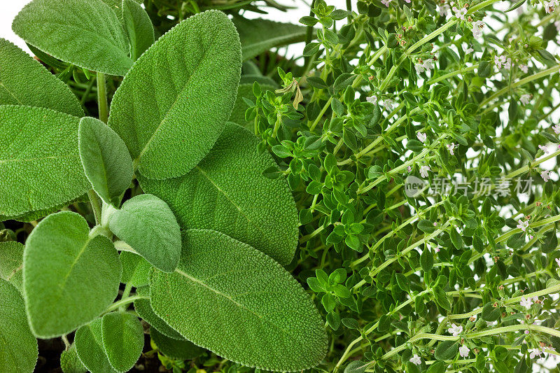 新鲜的香草花园