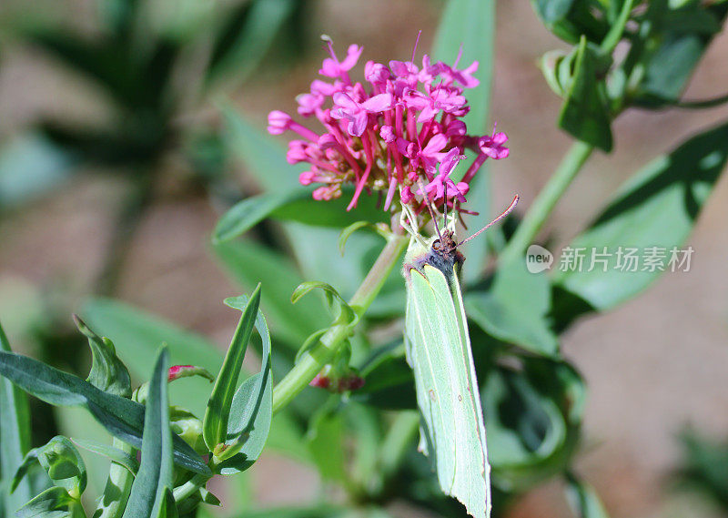 蝴蝶吃花