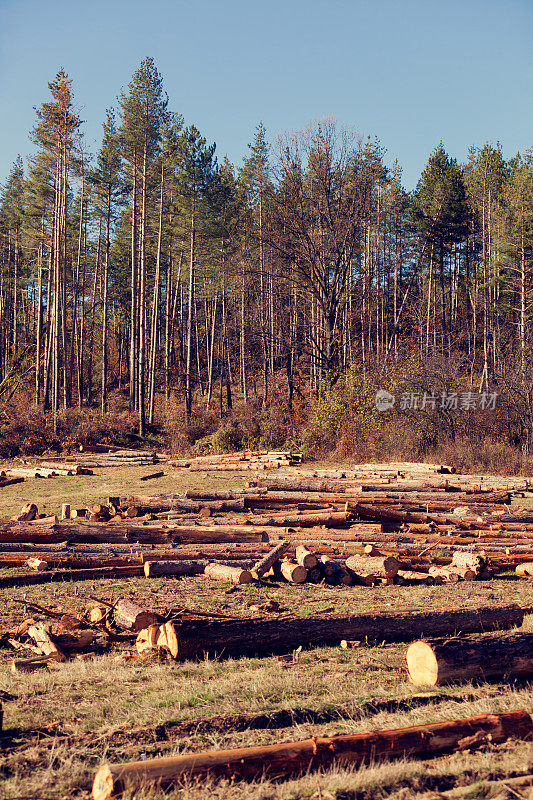 森林砍伐