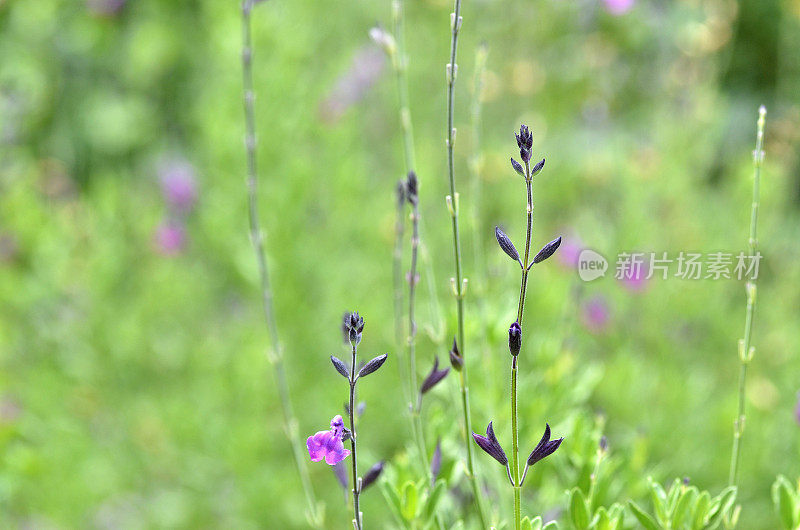 精致的夏花