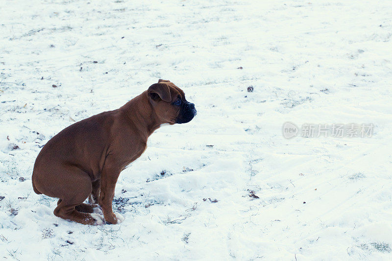 雪地里的拳击犬
