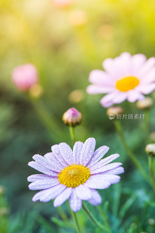 田野里的洋甘菊花