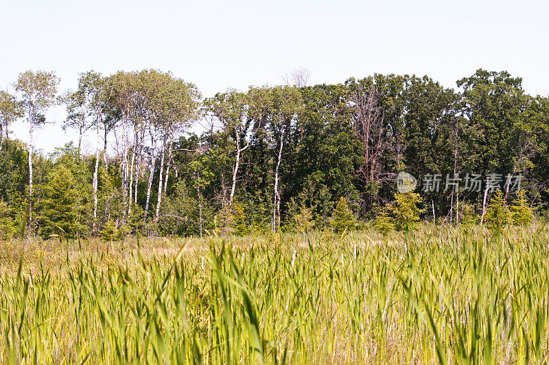 沼泽和森林在明尼苏达荒野地区