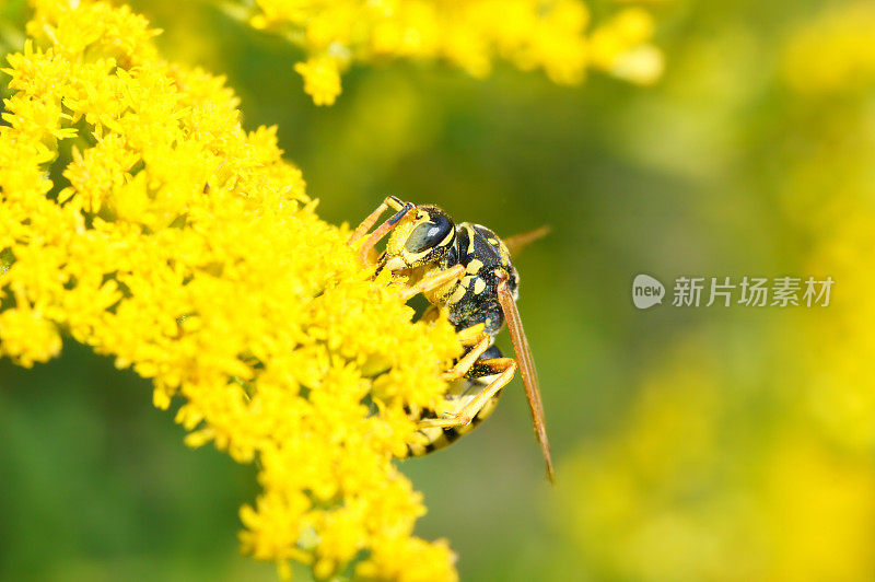 金棒黄蜂