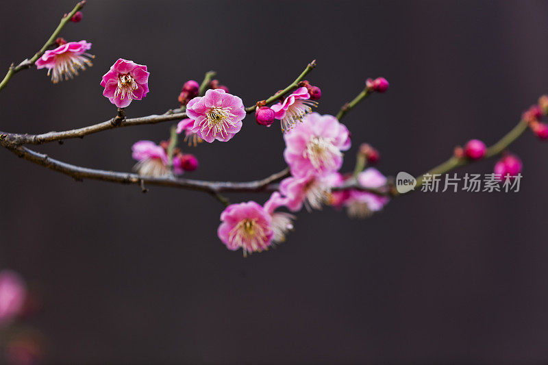 桃李暗花