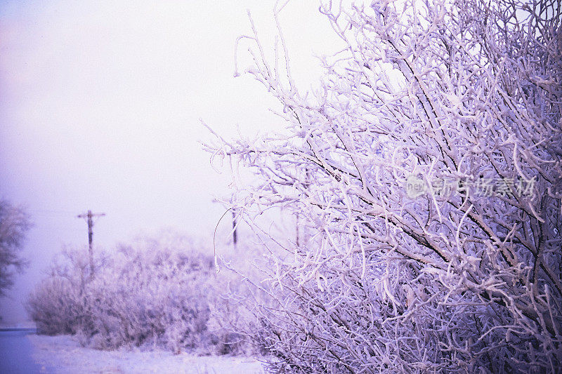 戏剧性的冬夜，树木被雪覆盖。美国科罗拉多州