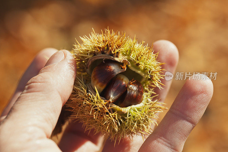 未成熟的栗子果实与壳在人的手-特写