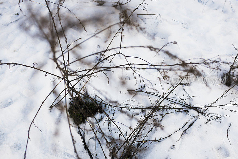 雪中的枯枝