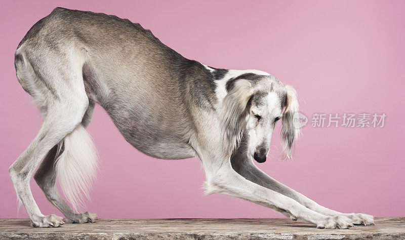 优雅的萨卢基阿拉伯猎犬的肖像伸展