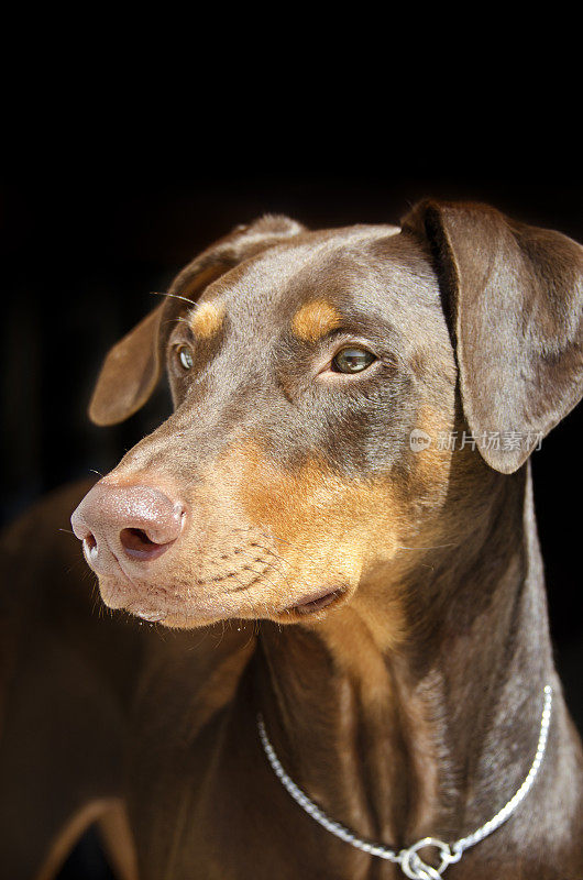 杜宾犬