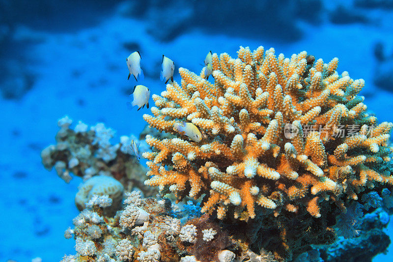 海洋生物-珊瑚礁