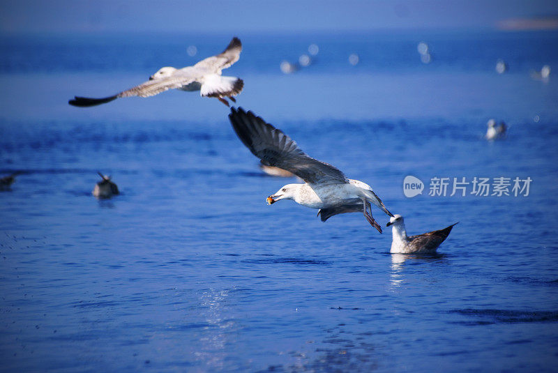 海鸥喂食