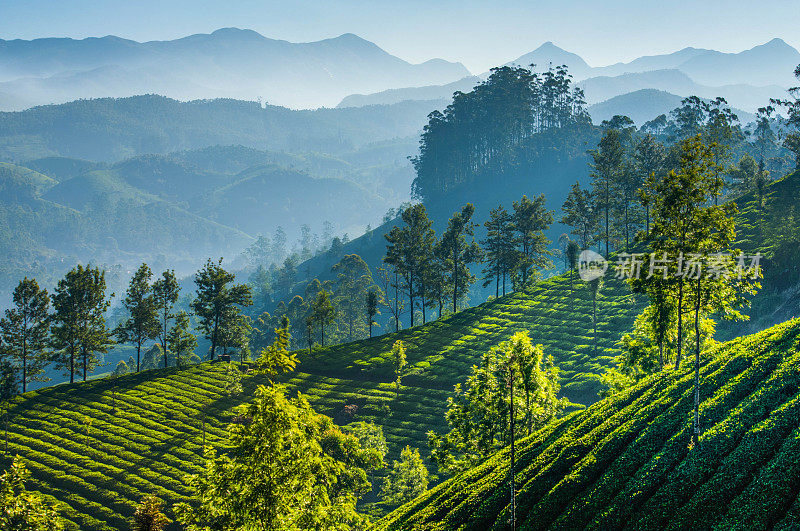 绿色茶园。蒙纳,喀拉拉邦,印度