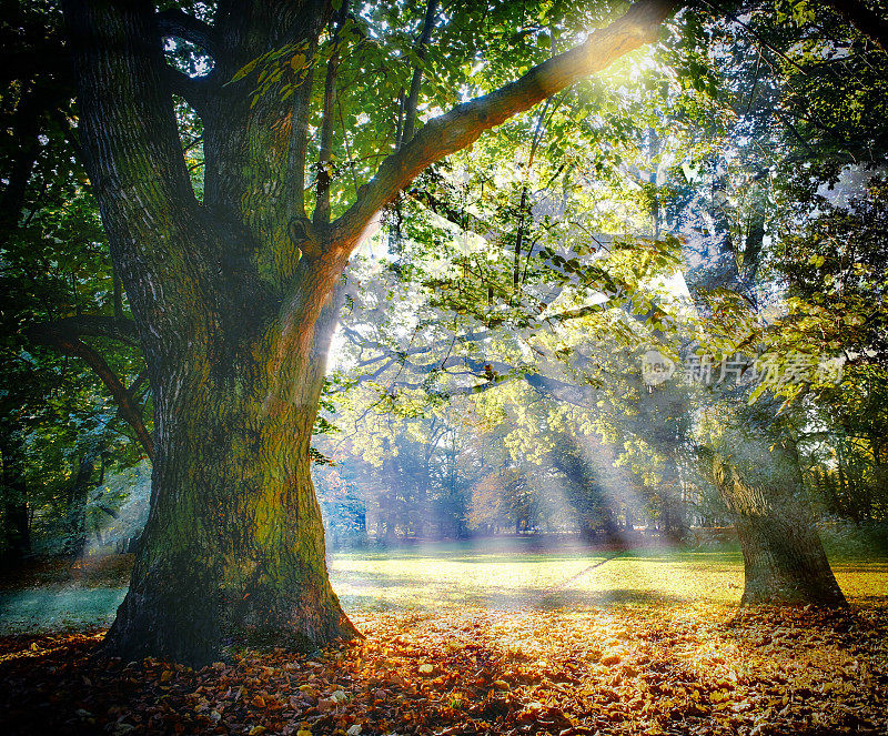 孤独的古老橡树，有着令人敬畏的阳光