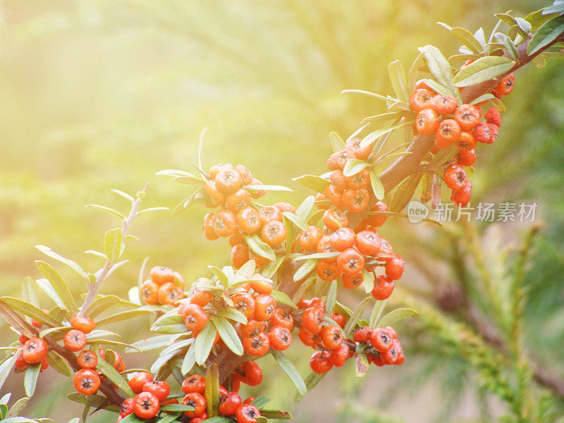 秋天红色浆果树的树枝有果实和叶子