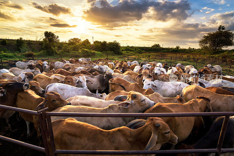 牛棚里的奶牛群，夕阳美景
