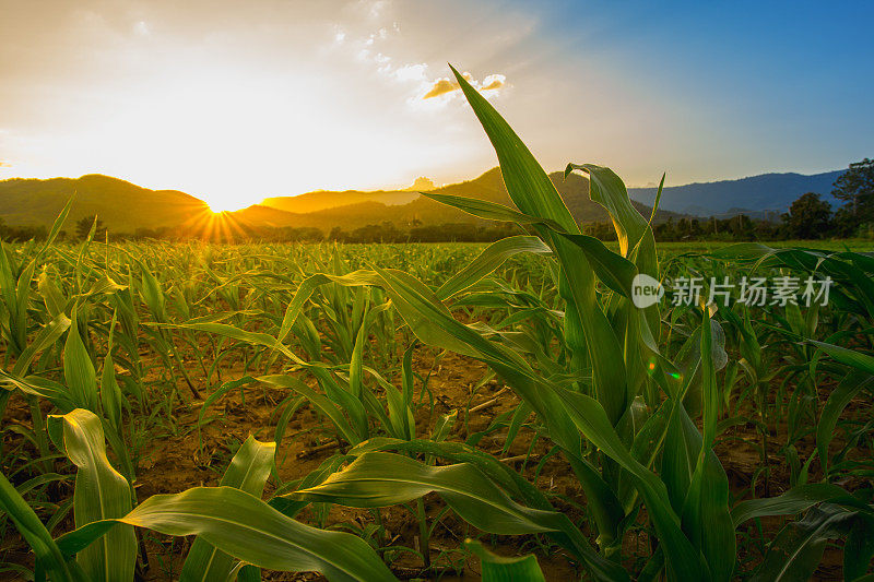 农园里年轻的绿色玉米田，阳光照耀着夕阳