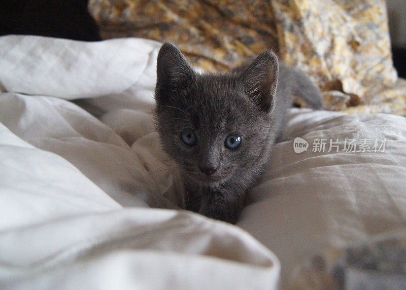 俄罗斯蓝色小猫蜷缩在床上的床单中
