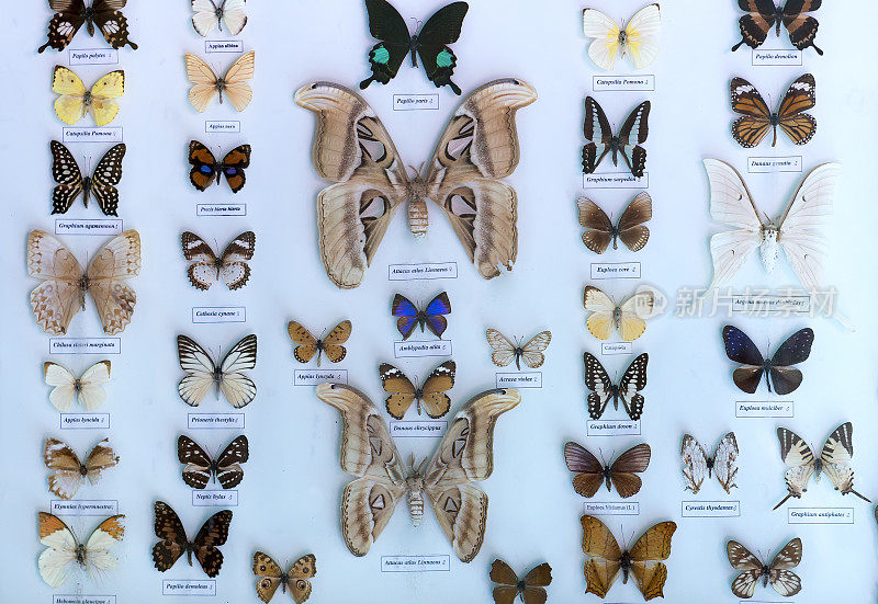 自然保护区的蝴蝶收藏包括