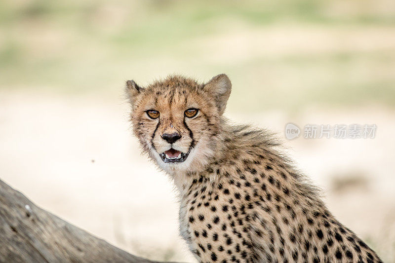 年轻的猎豹盯着镜头。