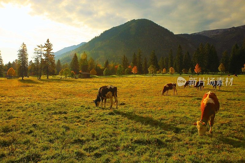 奶牛畜牧业在阿尔卑斯景观附近的卡文德尔山脉和巴伐利亚阿尔卑斯山在德国-雄伟的高山景观在金色的秋天，戏剧性的蒂罗尔山全景和田园式的蒂罗尔草地，奥地利