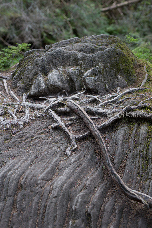 树根在石头上