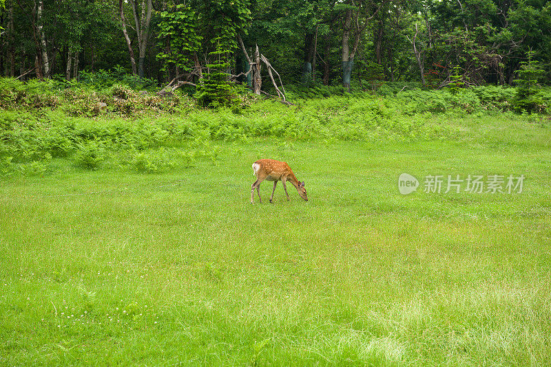 一只年轻的叶佐梅花鹿正在知床国家公园的森林和田野里散步