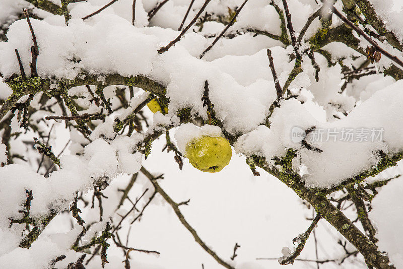 白雪皑皑的苹果树