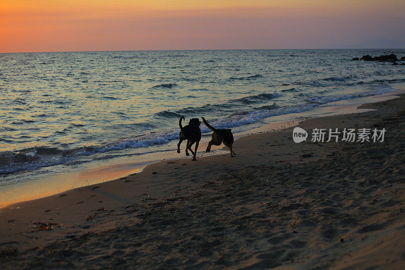 狗在海上的生活