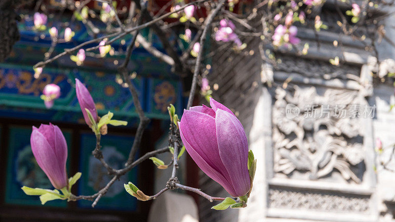 近距离的中国木兰树开花在道教寺庙，西安，中国