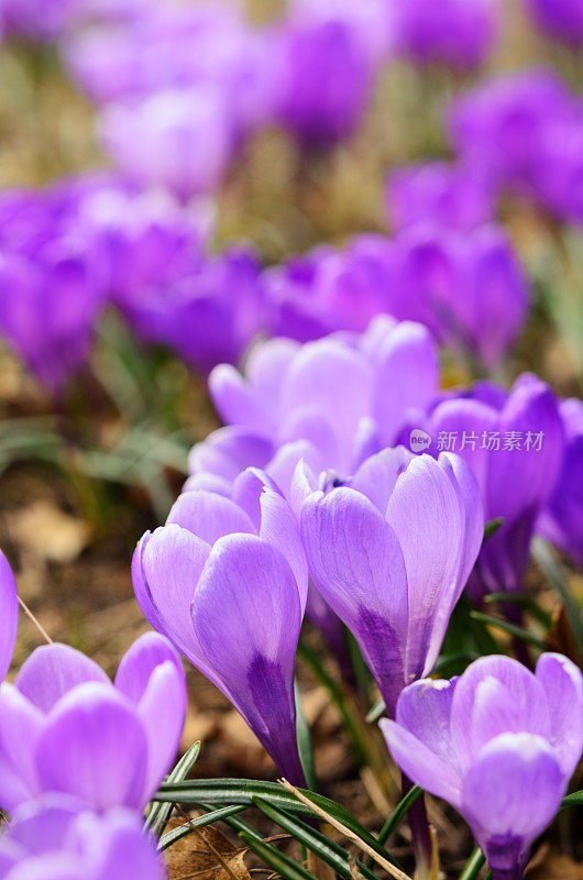 早春番红花(番红花纪念)