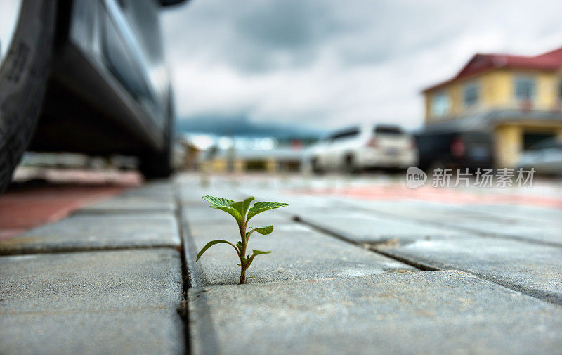 在砖地上生长的小植物