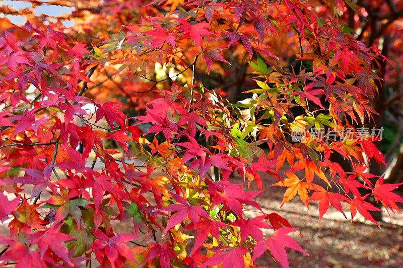 东京公园里的秋叶