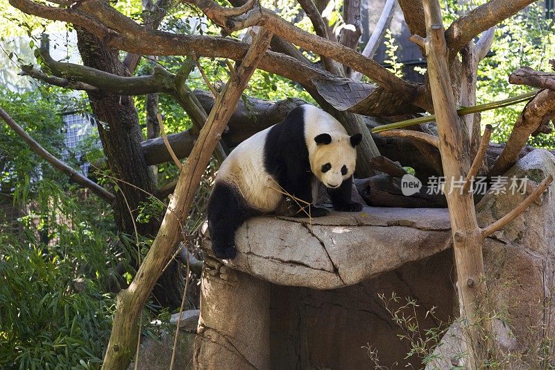 大熊猫黑白熊在动物栖息地圈地