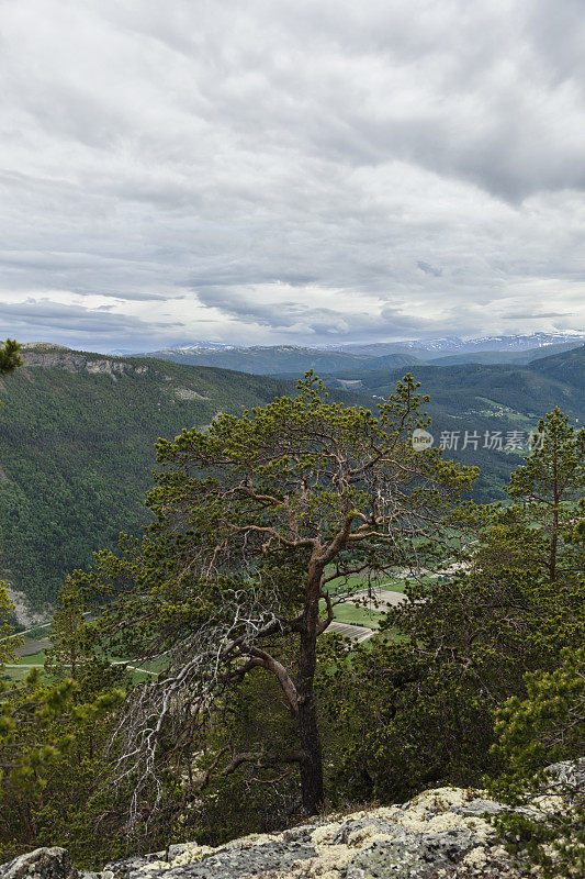 景观与大松树和驯鹿苔藓在山区。