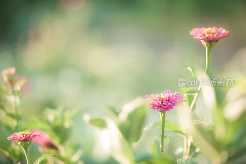 阳光下花园里五颜六色的百日菊