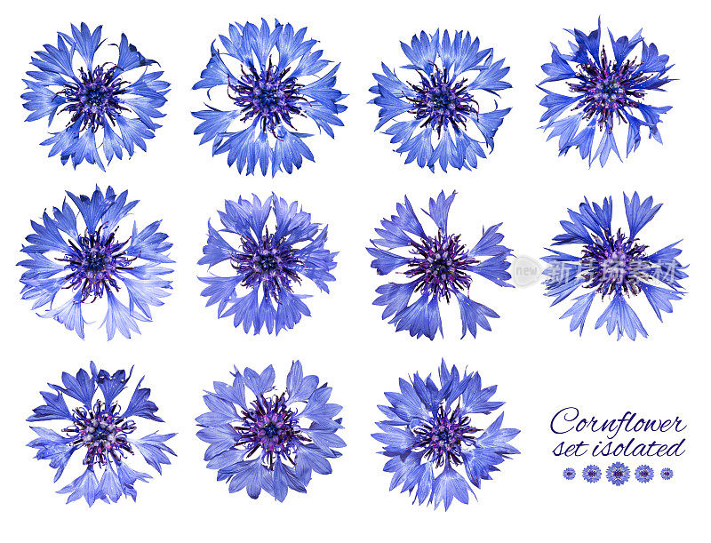 孤立的矢车菊。蓝色的花朵。