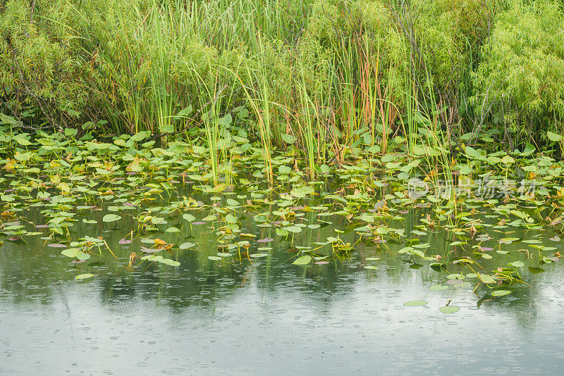 佛罗里达湿地景观夏季季节性降雨
